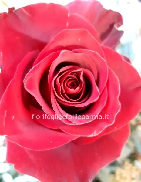 ROSA ROSSA