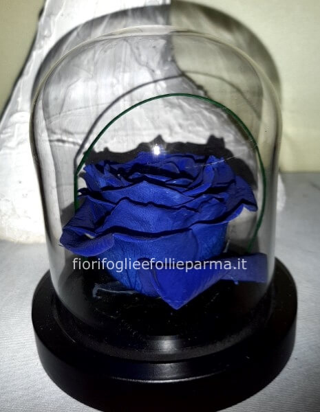 Rosa incantata blu